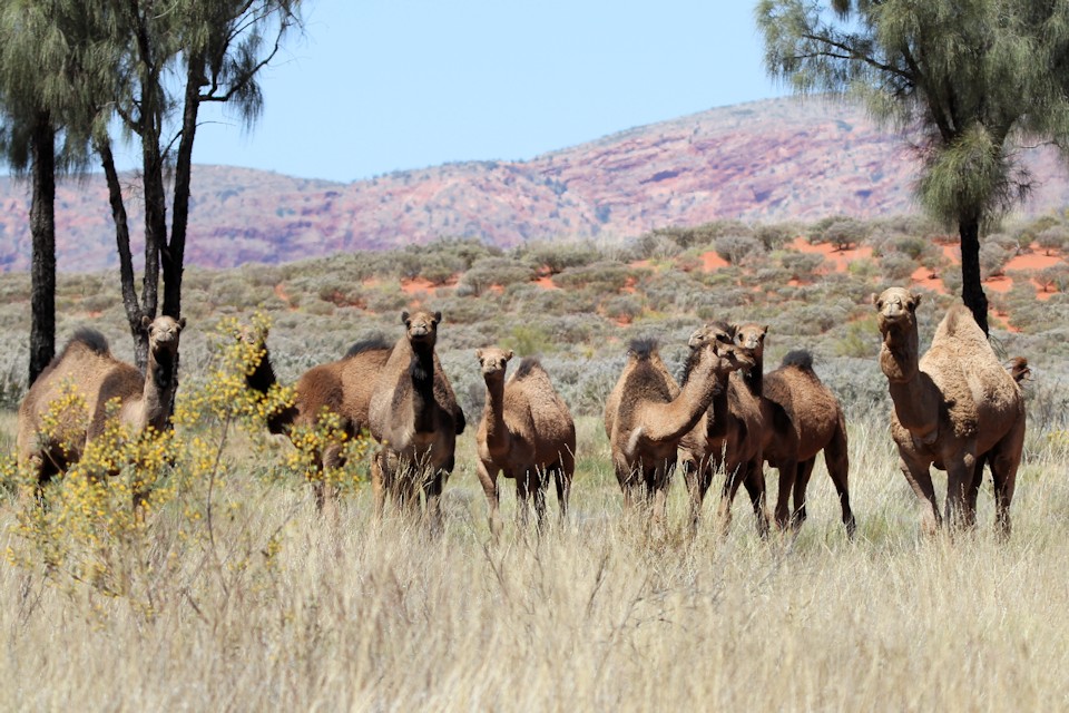 Dromedary (Camelus dromedarius)